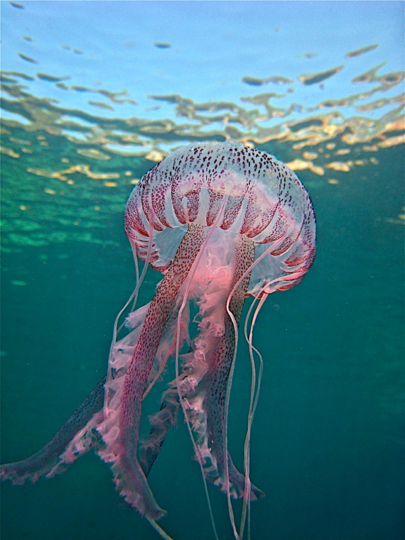 Pelagia Noctiluca, the purple jellyfish on the Côte d'Azur