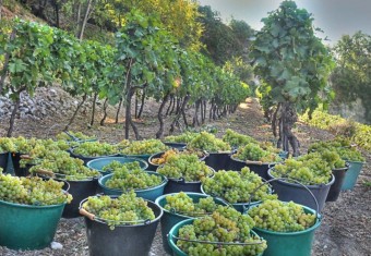 buckets of grapes during vendange (image: spdv.fr)